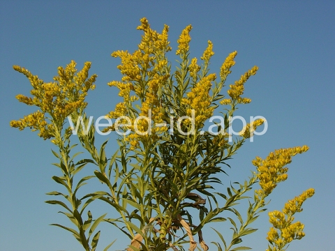 goldenrod, Canada